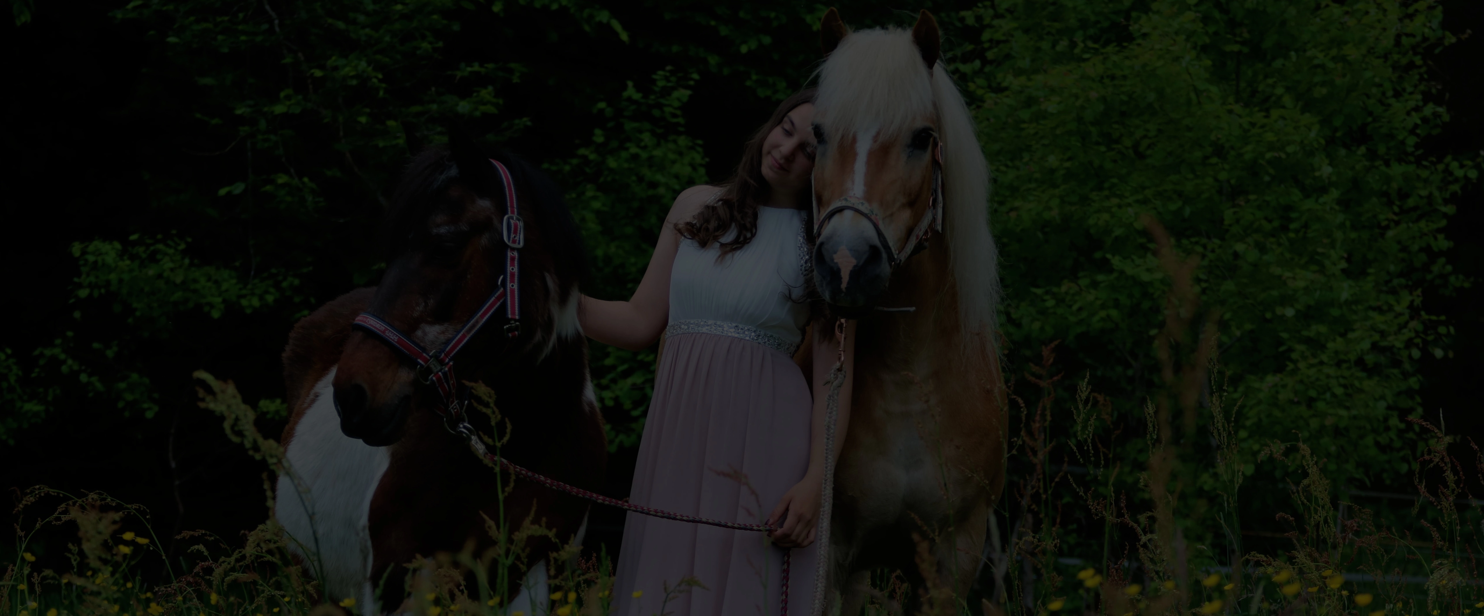 Horses on homepage